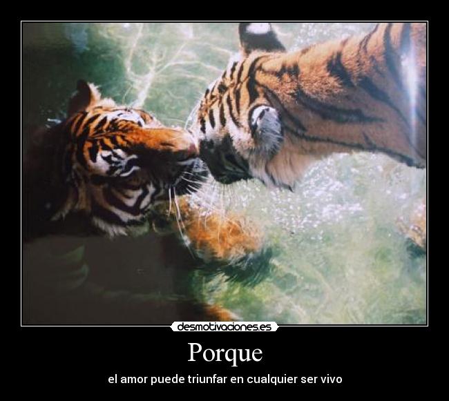 Porque - 