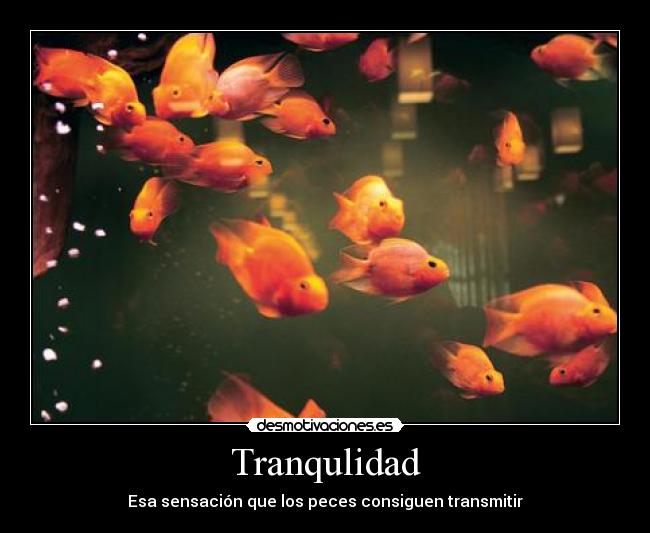 Tranqulidad - 