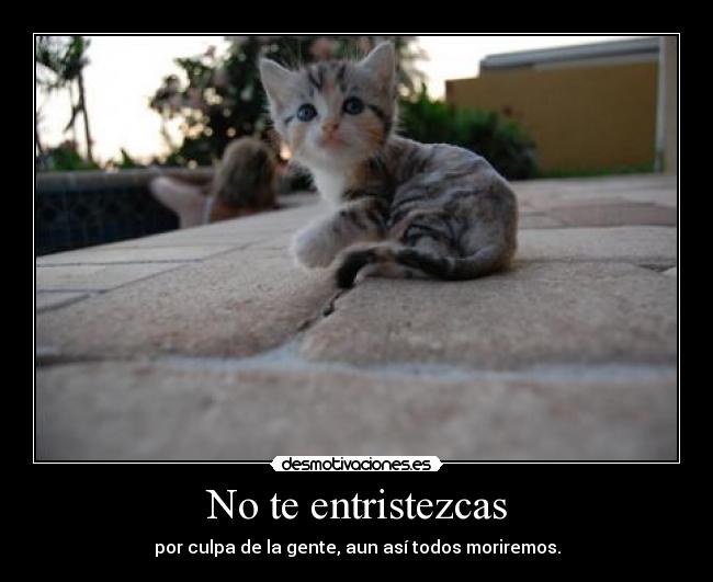 carteles entristecer blablabla lindo gatito ghj issssaaa desmotivaciones