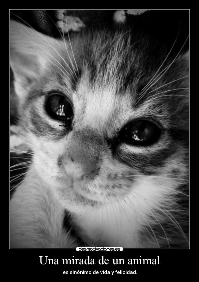 Una mirada de un animal - es sinónimo de vida y felicidad.