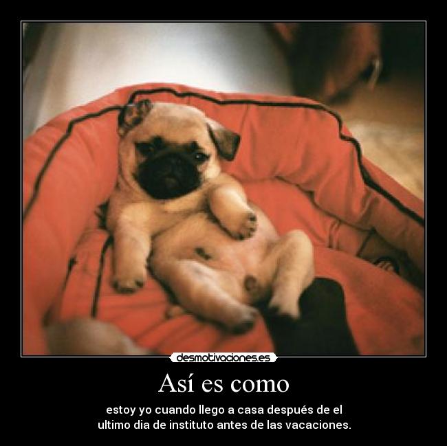 Así es como - estoy yo cuando llego a casa después de el
ultimo dia de instituto antes de las vacaciones.
