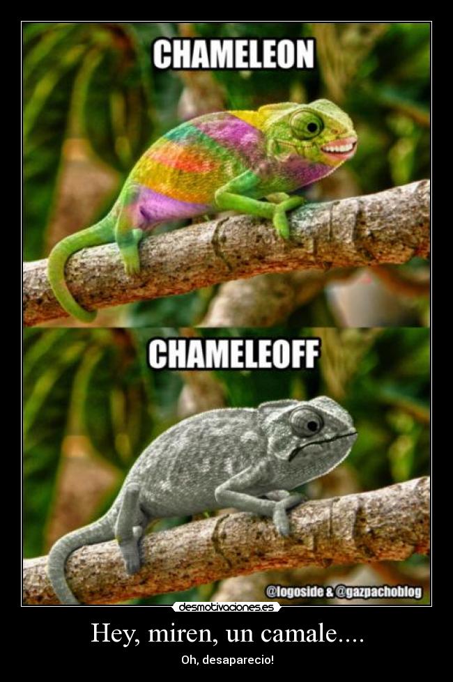 Hey, miren, un camale.... - Oh, desaparecio!