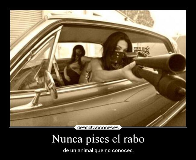 Nunca pises el rabo -