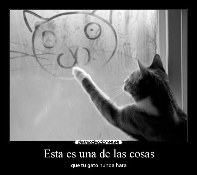 Esta es una de las cosas - que tu gato nunca hara