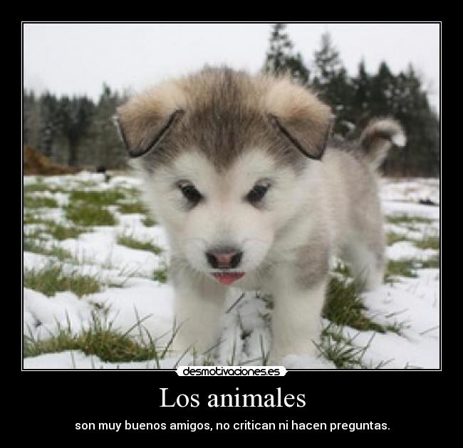 Los animales - son muy buenos amigos, no critican ni hacen preguntas.