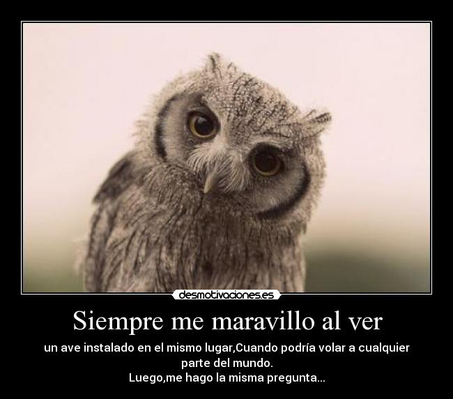 Siempre me maravillo al ver - 