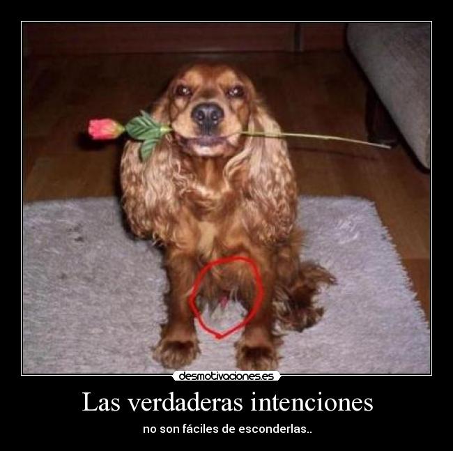 Las verdaderas intenciones - 