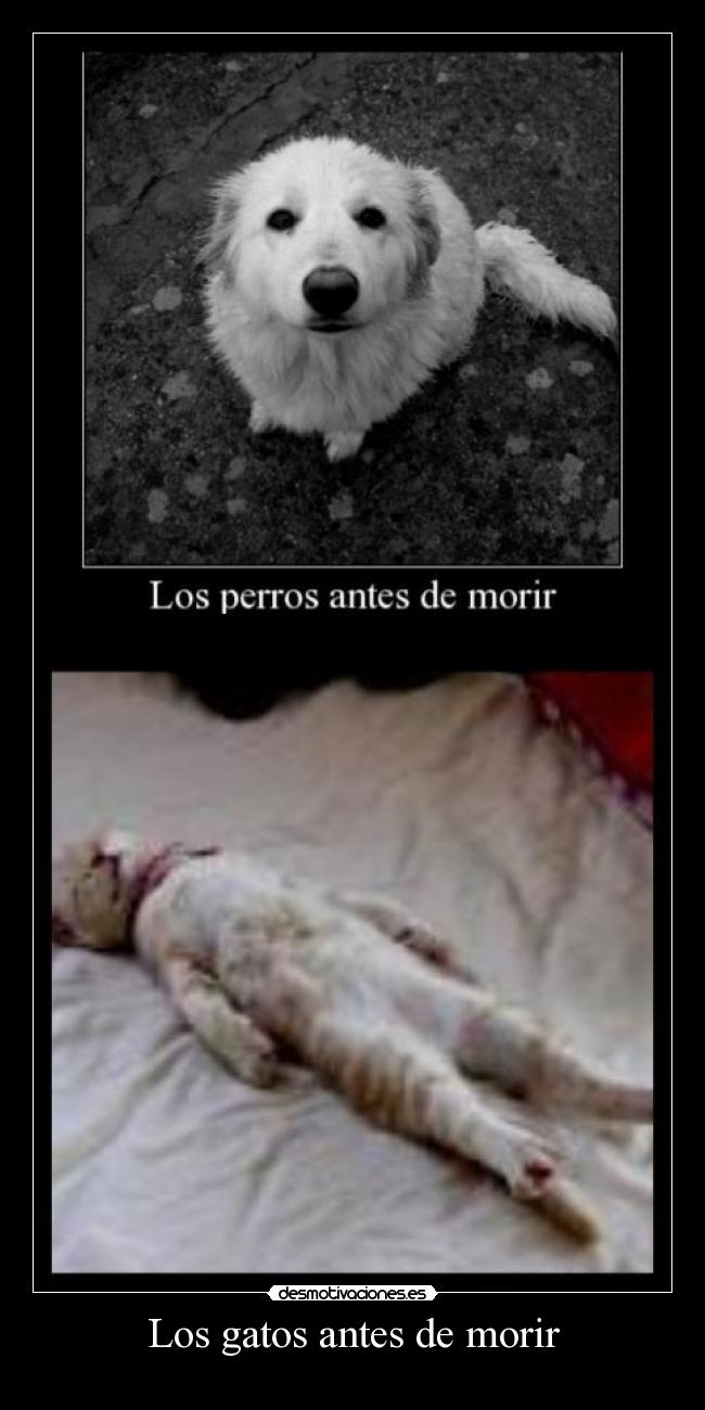 carteles gatos los perros gatos antes morir desmotivaciones
