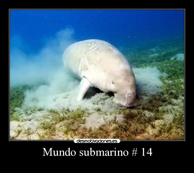 Mundo submarino # 14 - 
