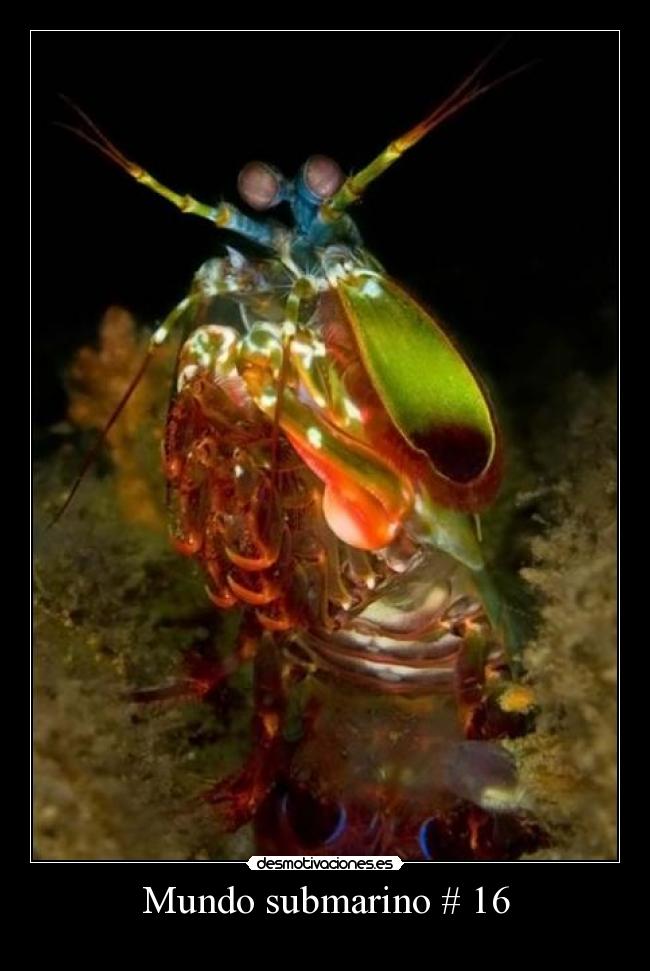 Mundo submarino # 16 - 