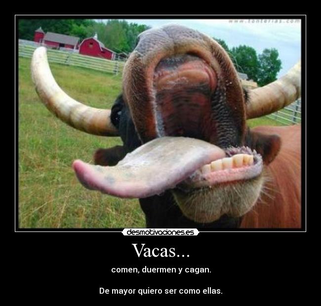 Vacas... - comen, duermen y cagan.

De mayor quiero ser como ellas.