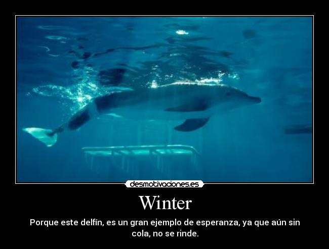 Winter - Porque este delfín, es un gran ejemplo de esperanza, ya que aún sin cola, no se rinde.