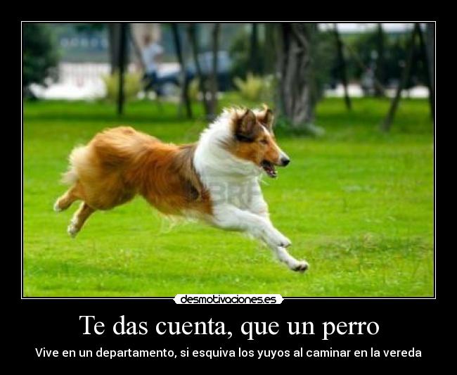 Te das cuenta, que un perro - 