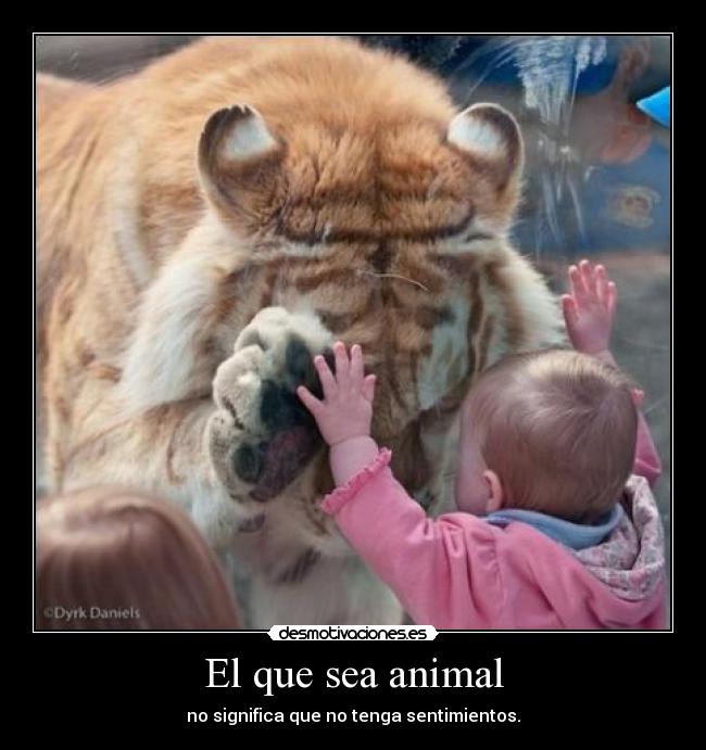 El que sea animal -