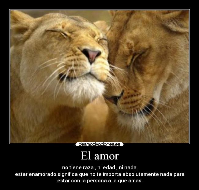 El amor - 