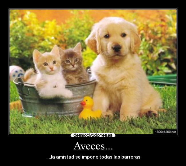 carteles tiernos animales lindos desmotivaciones