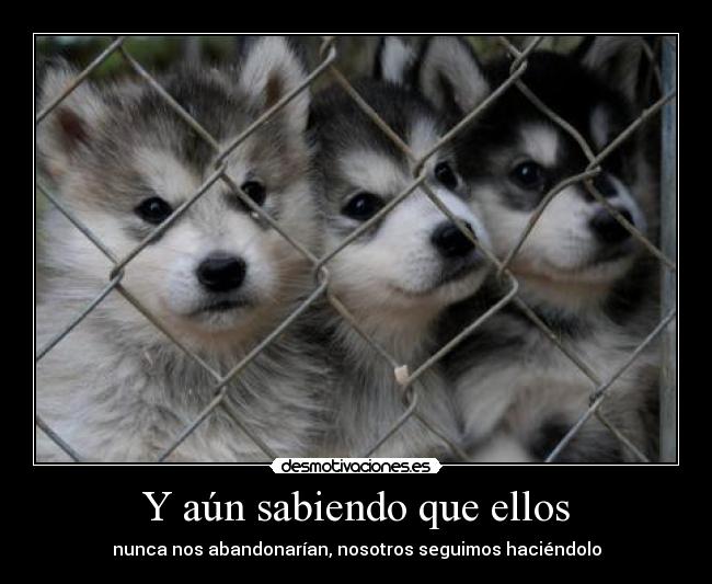 carteles paul borsan huskies huskies mas huskies pretendo que entendais cartel entiendo desmotivaciones