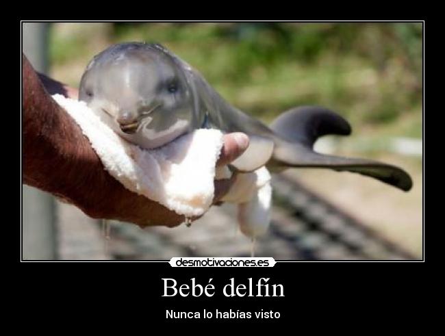 Bebé delfín - Nunca lo habías visto