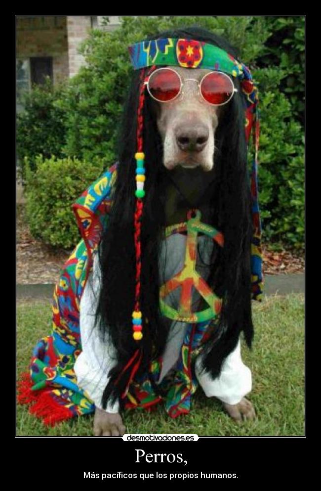 Perros, - 