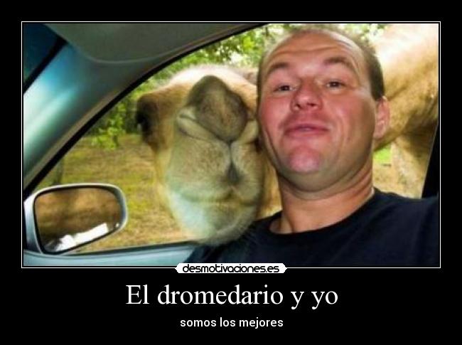 El dromedario y yo - 