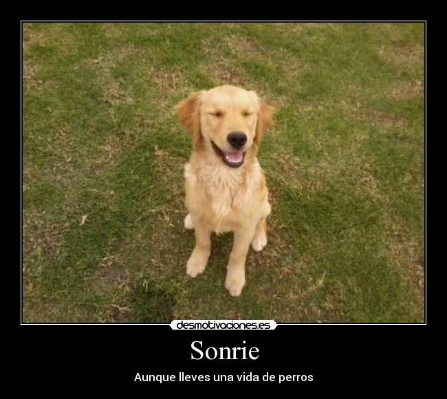 Sonrie - Aunque lleves una vida de perros