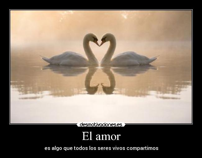 El amor - 