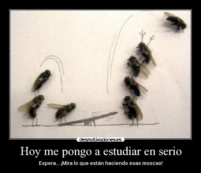 Hoy me pongo a estudiar en serio - Espera... ¡Mira lo que están haciendo esas moscas!
