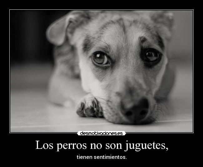 Los perros no son juguetes, -