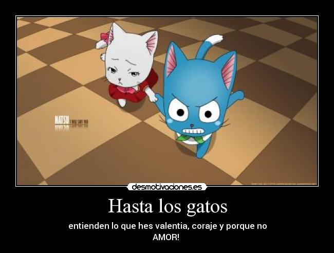 Hasta los gatos - 