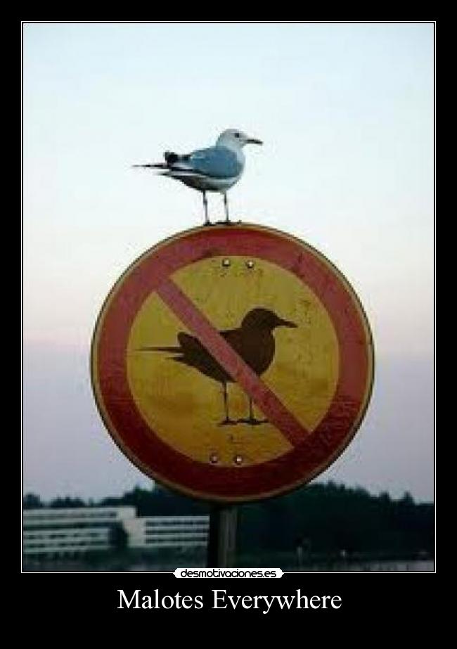 Malotes Everywhere -