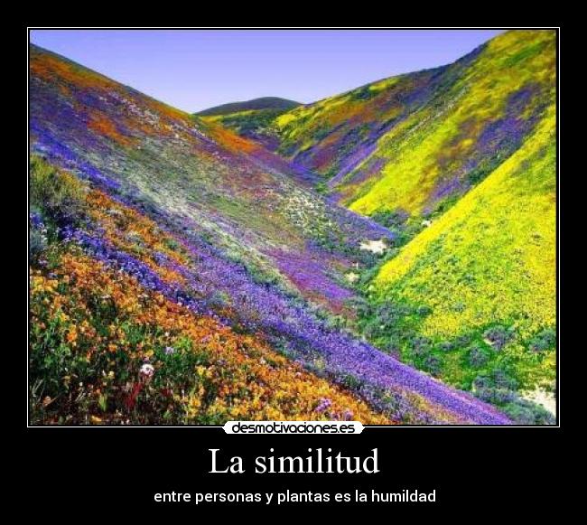 La similitud - 