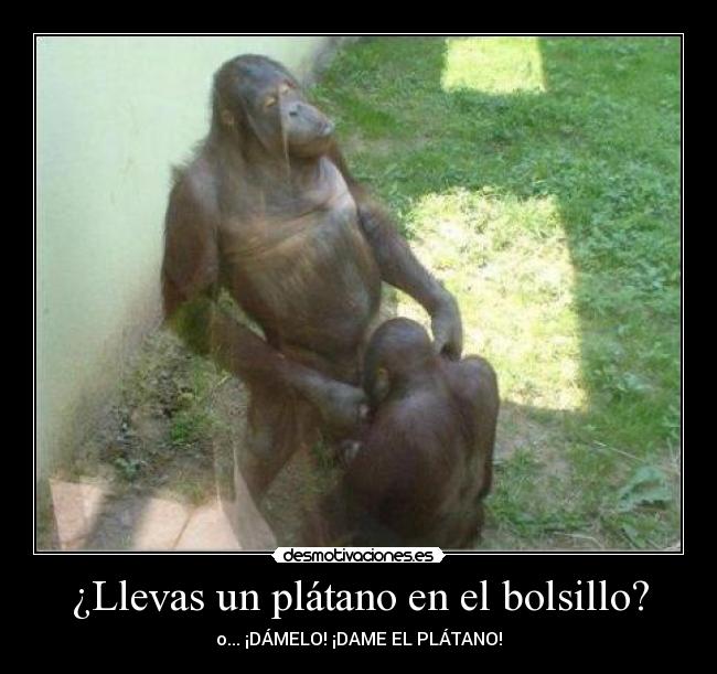 ¿Llevas un plátano en el bolsillo? - o... ¡DÁMELO! ¡DAME EL PLÁTANO!