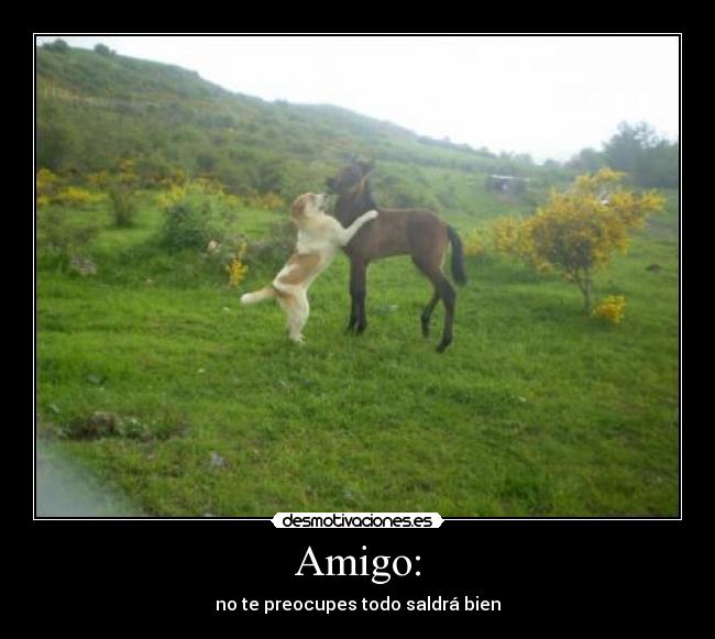 Amigo: - 