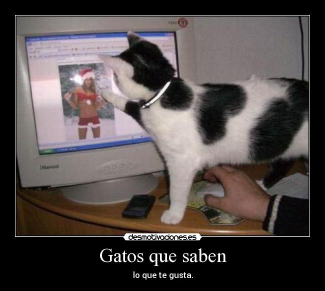 Gatos que saben -