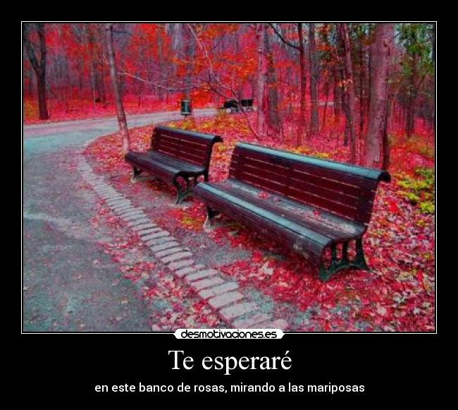 Te esperaré - en este banco de rosas, mirando a las mariposas