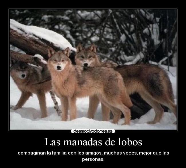 Las manadas de lobos - compaginan la familia con los amigos, muchas veces, mejor que las personas.