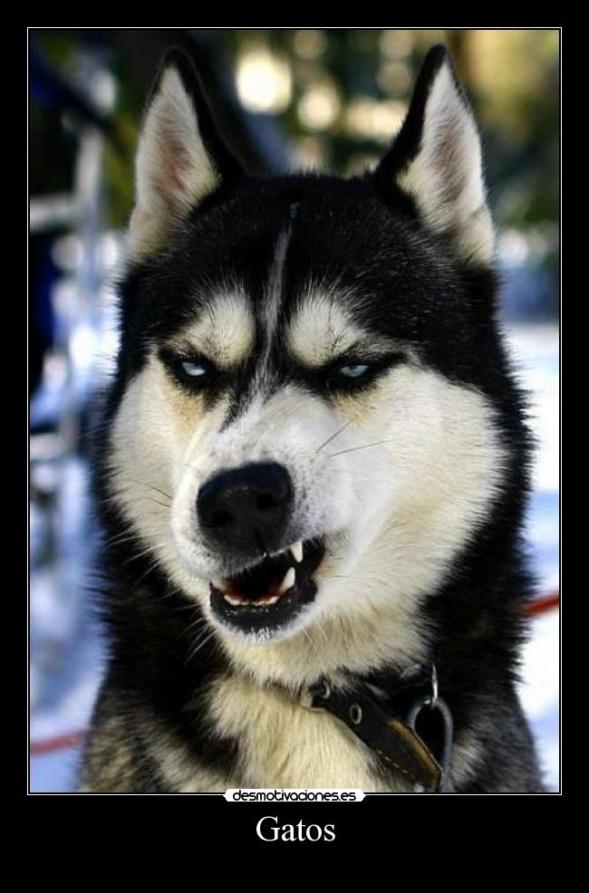 Gatos -