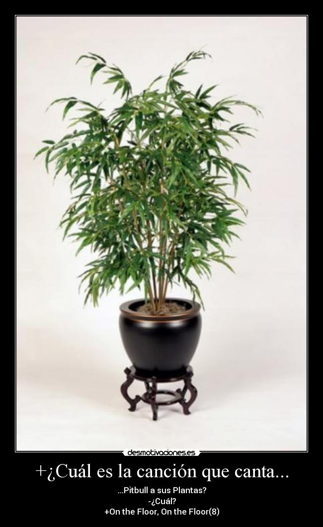 +¿Cuál es la canción que canta... - ...Pitbull a sus Plantas?
-¿Cuál?
+On the Floor, On the Floor(8)