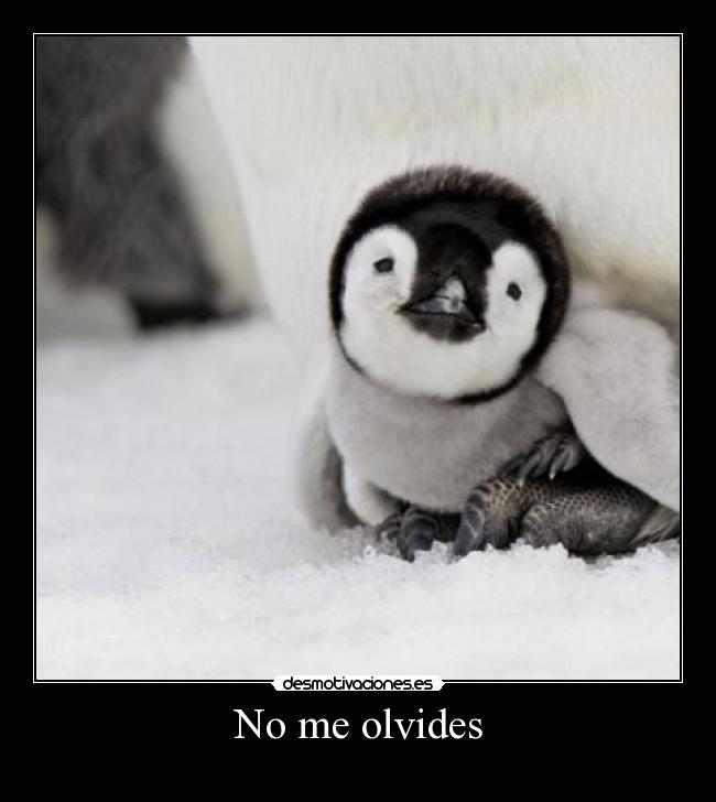 No me olvides - 