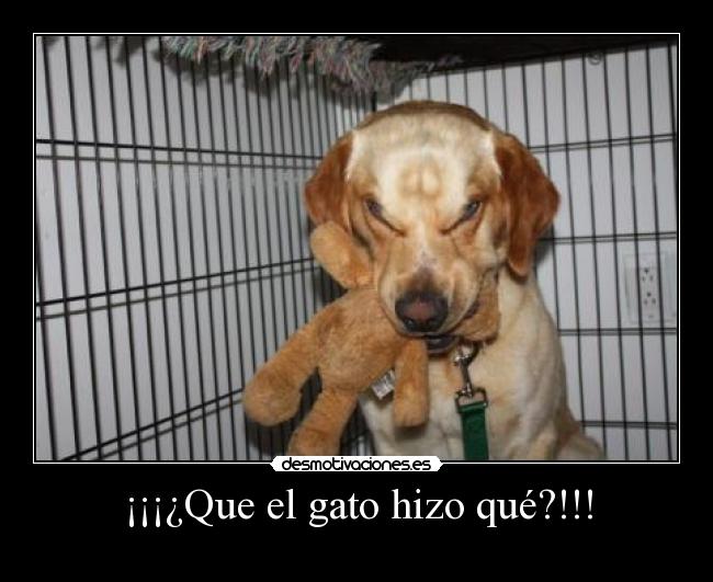 ¡¡¡¿Que el gato hizo qué?!!! - 
