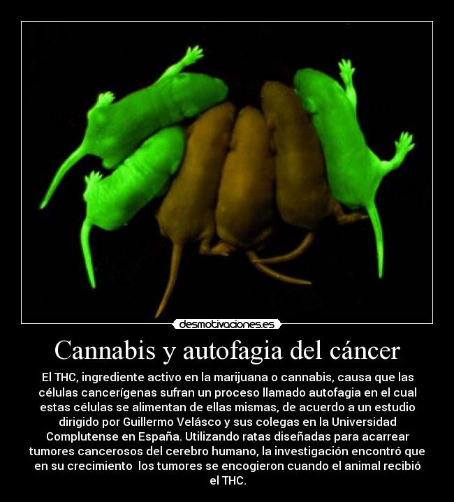 Cannabis y autofagia del cáncer -