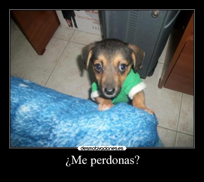 Featured image of post The Best 18 Me Perdonas Meme Perro