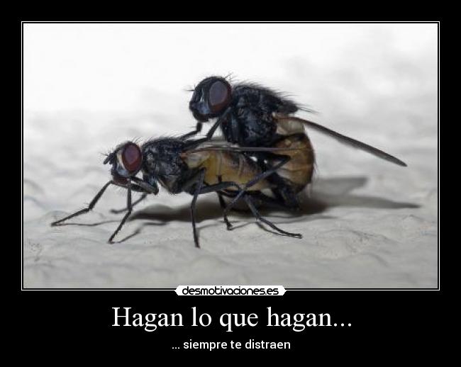 Hagan lo que hagan... -