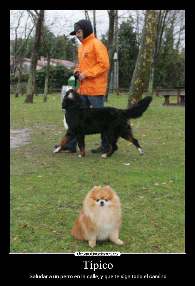 Típico - Saludar a un perro en la calle, y que te siga todo el camino