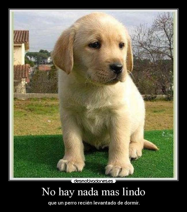 carteles perro lindos recien levantados dormir tiernos amigos fieles desmotivaciones