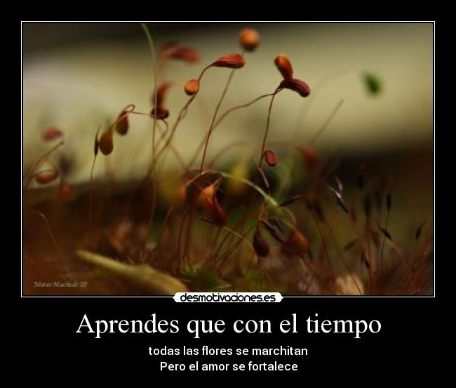 Aprendes que con el tiempo -
