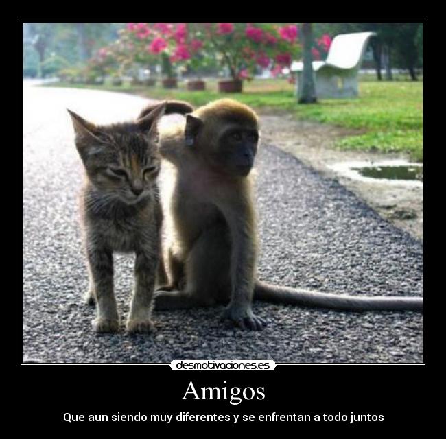 Amigos - Que aun siendo muy diferentes y se enfrentan a todo juntos