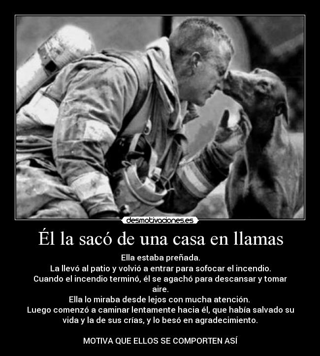 Él la sacó de una casa en llamas - Ella estaba preñada.
La llevó al patio y volvió a entrar para sofocar el incendio.
Cuando el incendio terminó, él se agachó para descansar y tomar
aire.
Ella lo miraba desde lejos con mucha atención.
Luego comenzó a caminar lentamente hacia él, que había salvado su
vida y la de sus crías, y lo besó en agradecimiento.
MOTIVA QUE ELLOS SE COMPORTEN ASÍ