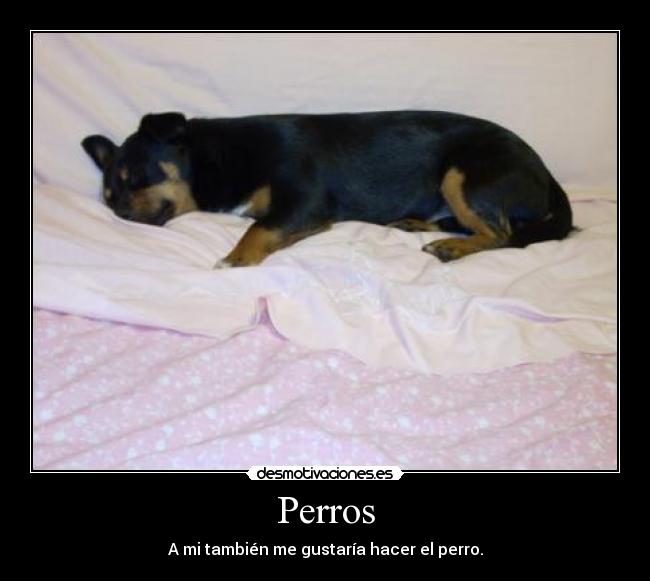 Perros -