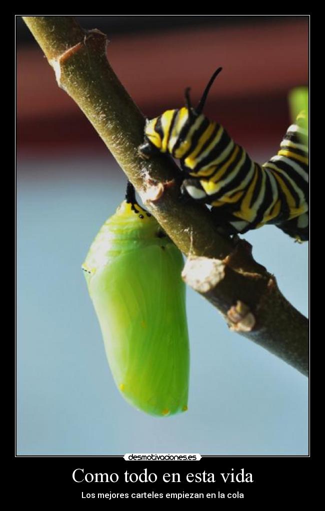 Como todo en esta vida - Los mejores carteles empiezan en la cola